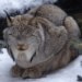 Ostravská zoo se zahalila do sněhového hávu