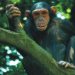 Chřipka se nevyhnula ani šimpanzům v Zoo Ostrava