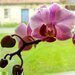 Moje neblahé zkušenosti s pěstováním orchidejí