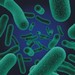 Vvoj antibiotick citlivosti u enterobakteri z poevnch str