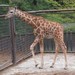 Vherci soute o vstupenky do ZOO Olomouc