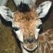 Rotschildova žirafa – nový přírůstek ostravské ZOO