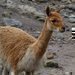 Agresivního vikuního samce zkrotila nová družka