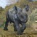 Královédvorská ZOO hlásí další světový úspěch v chovu nosorožců