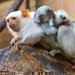 Podzimní miminka u drápkatých opiček