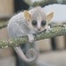 S jarními mláďaty se v jihlavské Zoo roztrhl pytel