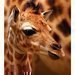 Souboj o letošní první mládě v ZOO Liberec vyhrála žirafa
