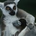 Ústecká zoo se chlubí dalšími mláďaty