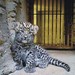 Kolik stojí krmný den v ZOO Olomouc