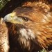 Projekt Nvrat orla skalnho vstupuje do tetho roku
