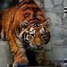 Tygří kluci se přestěhovali do většího výběhu