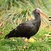 Sledujte lhnut vzcnch ibis skalnch