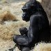 Prask zoo se raduje ze tetho gorilho mldte