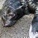 Gastonovo vnoue - V Zoo Praha se narodil lachtan jihoafrick
