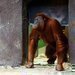 Prask ZOO se rozrostla o dva orangutany sumatersk