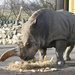 steck Zamba je nejstarm nosorocem tuponosm v esk republice