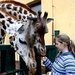 Žirafa narozená v přestupném roce letos slaví dvacítku!