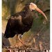 V Zooparku se vylhlo 11 mlat vzcnch ibis skalnch