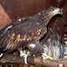 Do Podkrušnohorského zooparku přibyl samec orla mořského z Polska