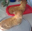 fotka Velikonon bernek Adla