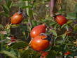 fotka Marmelda ze pk