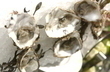 fotka sticov rag