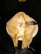 fotka Těstová vložka do tamales