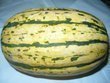 fotka Nmeck tykvov polvka - krbissuppe