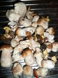 fotka Sekan houbov zky